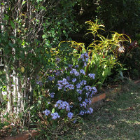 Eranthemum pulchellum