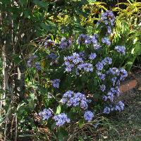 Eranthemum pulchellum