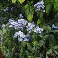 Eranthemum pulchellum