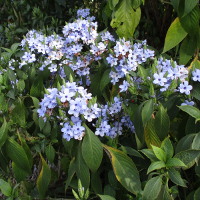 Eranthemum pulchellum