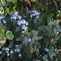 Eranthemum pulchellum