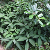 Eranthemum pulchellum