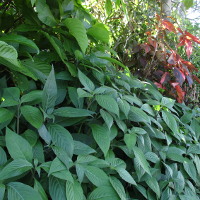 Eranthemum pulchellum