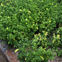 Justicia brandegeana Yellow Queen