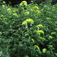 Justicia brandegeana Yellow Queen