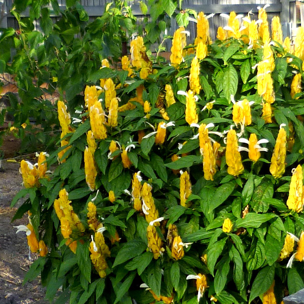 Pachystachys lutea