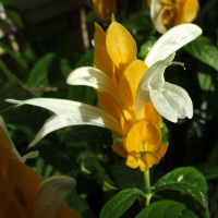 Pachystachys lutea