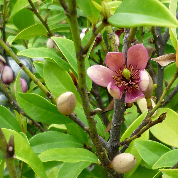 Port Wine Magnolia, M. figo (Michelia figo) - Queensland Gardening Pages  (Brisbane & Qld)