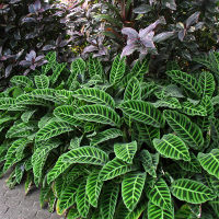 Goeppertia zebrina syn Calathea zebrina