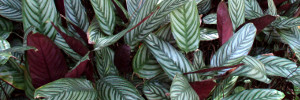 subject tag image