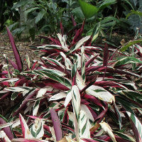 Stromanthe sanguinea Tricolour