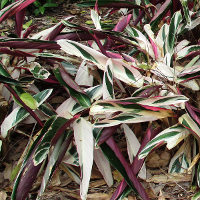 Stromanthe sanguinea Tricolour