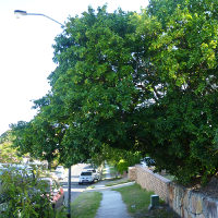 Murraya paniculata