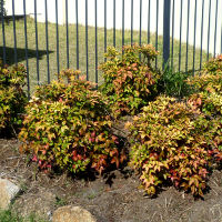 nandina