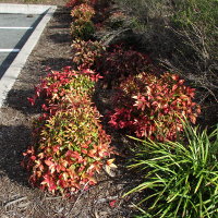 nandina