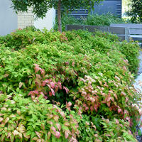 nandina groundcover