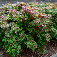 nandina