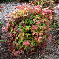 nandina