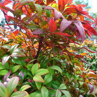 nandina