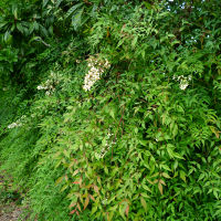 nandina_domestica