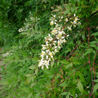 nandina_domestica