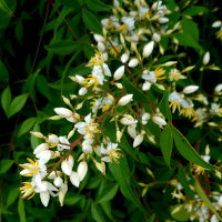 nandina_domestica