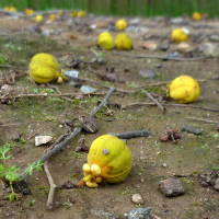 Cupaniopsis_anacardioides