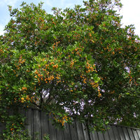 Cupaniopsis_anacardioides