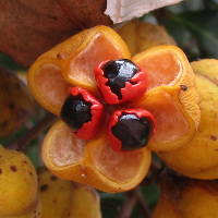 Cupaniopsis_anacardioides