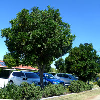 Cupaniopsis_anacardioides