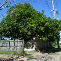 Cupaniopsis_anacardioides