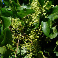 Cupaniopsis_anacardioides