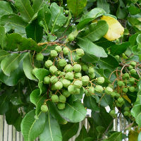 Cupaniopsis_anacardioides