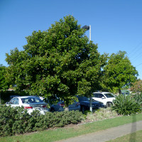 Cupaniopsis_anacardioides