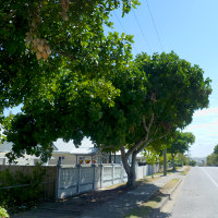 Cupaniopsis_anacardioides