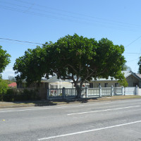 Cupaniopsis_anacardioides