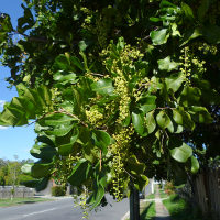 Cupaniopsis_anacardioides