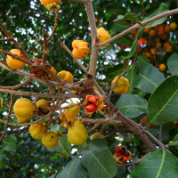 Cupaniopsis_anacardioides