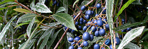 Elaeocarpus