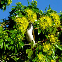 Xanthostemon_chrysanthus