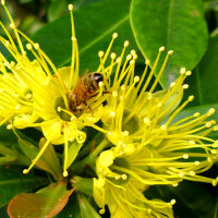 Xanthostemon_chrysanthus