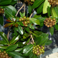 Xanthostemon_chrysanthus