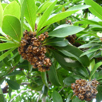 Xanthostemon_chrysanthus