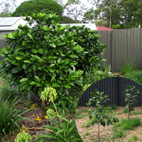 Atractocarpus fitzalanii