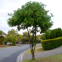 Atractocarpus fitzalanii