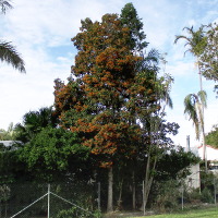 auranticarpa_rhombifolia