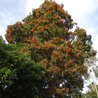 auranticarpa_rhombifolia