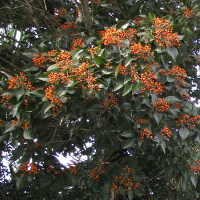 auranticarpa_rhombifolia