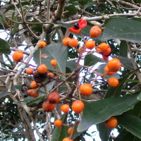 auranticarpa_rhombifolia