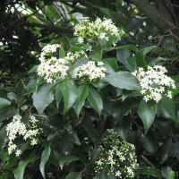 auranticarpa_rhombifolia